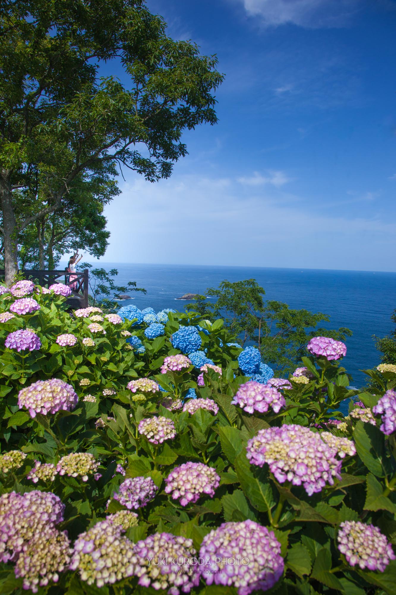 6月の絶景！桃源郷岬の紫陽花（宮崎県日向市）