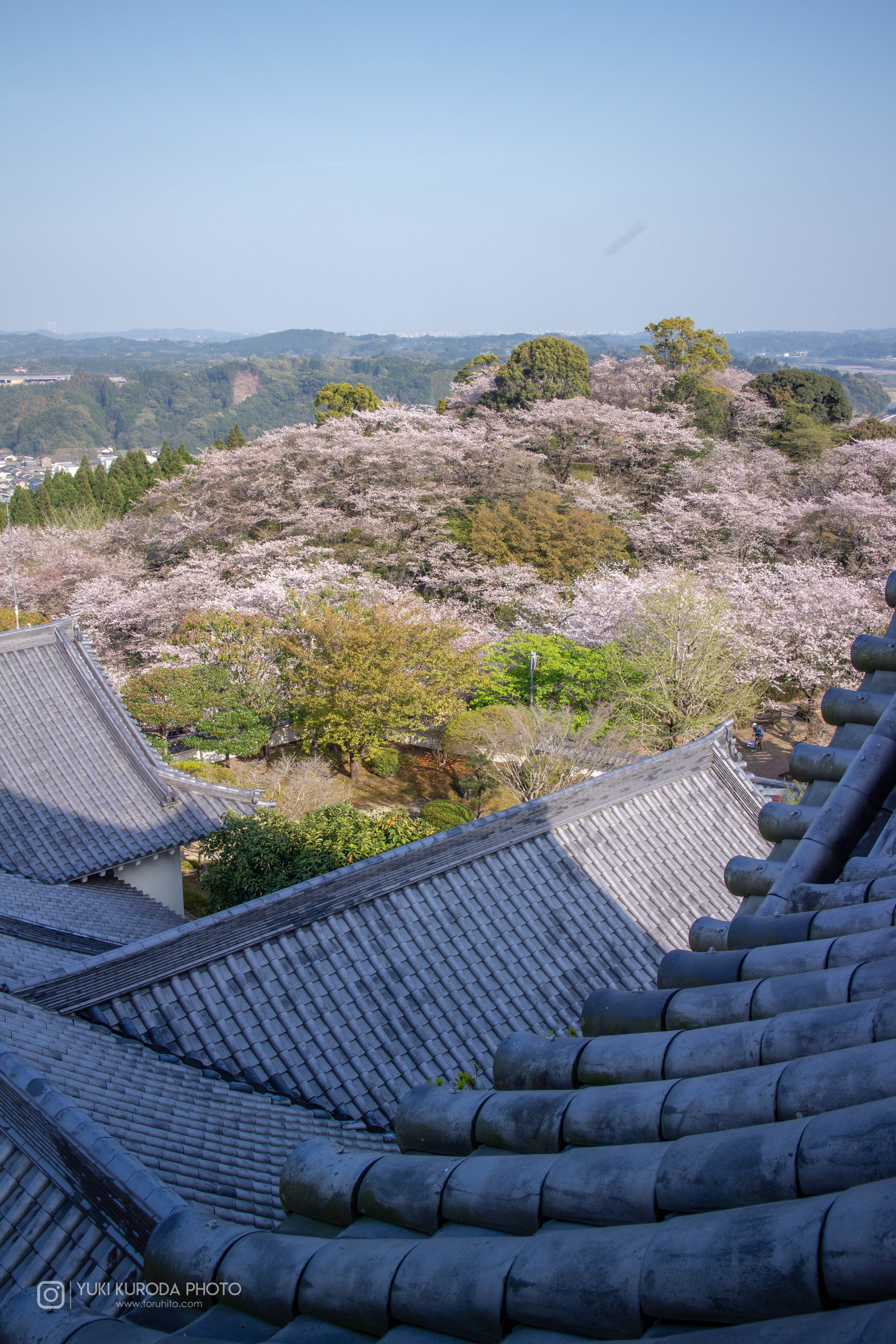 天ヶ城公園の桜撮影ガイド！夕暮れに映える天守閣と千本桜の切り取り方
