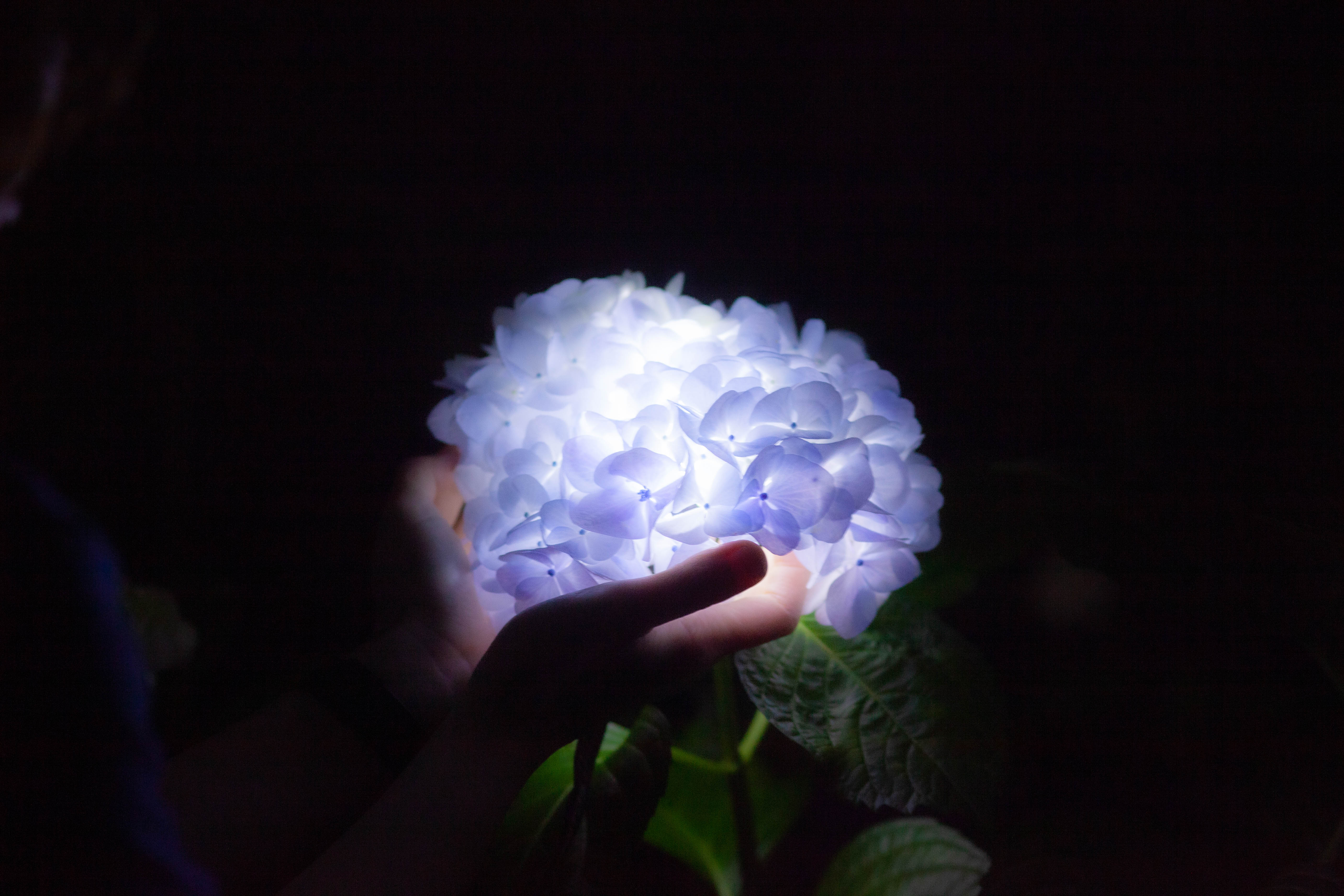 夜の紫陽花を撮る。山之口あじさい公園